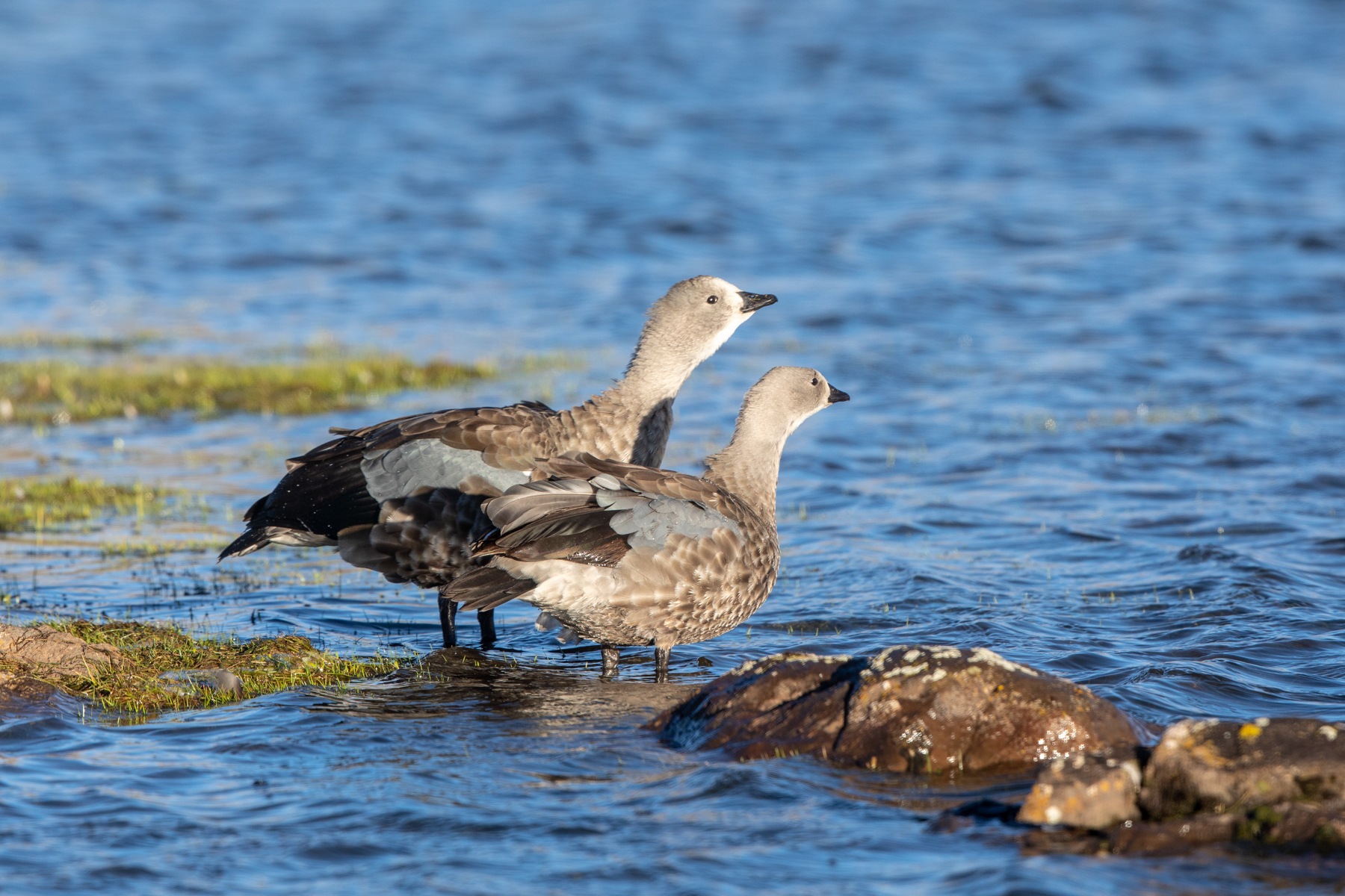 A pair of Blue-winged Geese, a species found only in the highlands of Ethiopia