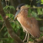 A beautiful Boat-billed Heron in the forests of Brazil