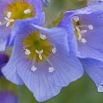 Flower photography in Spitsbergen with Wild Images
