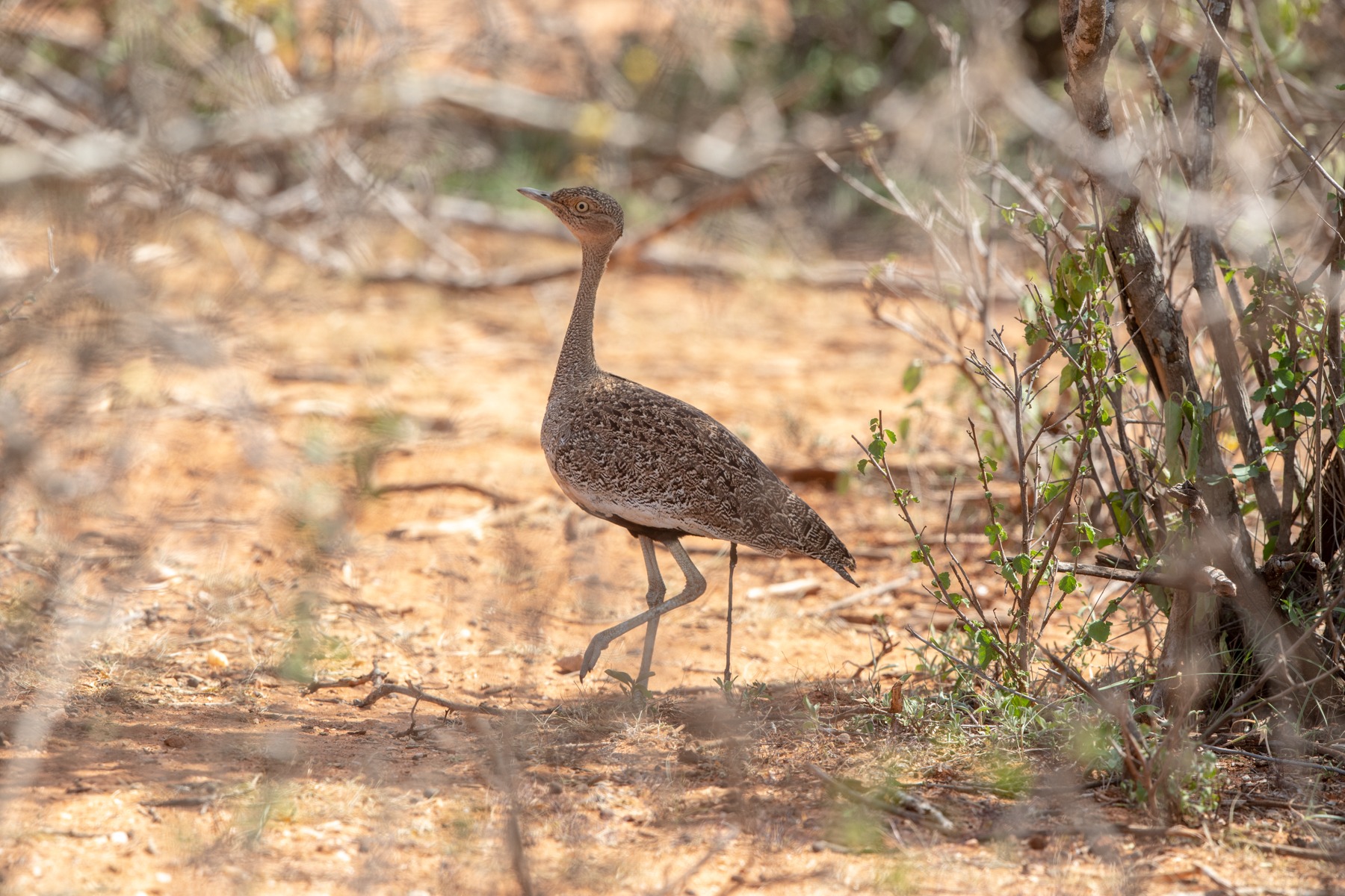 Buff-crested Bustards prefer thick cover