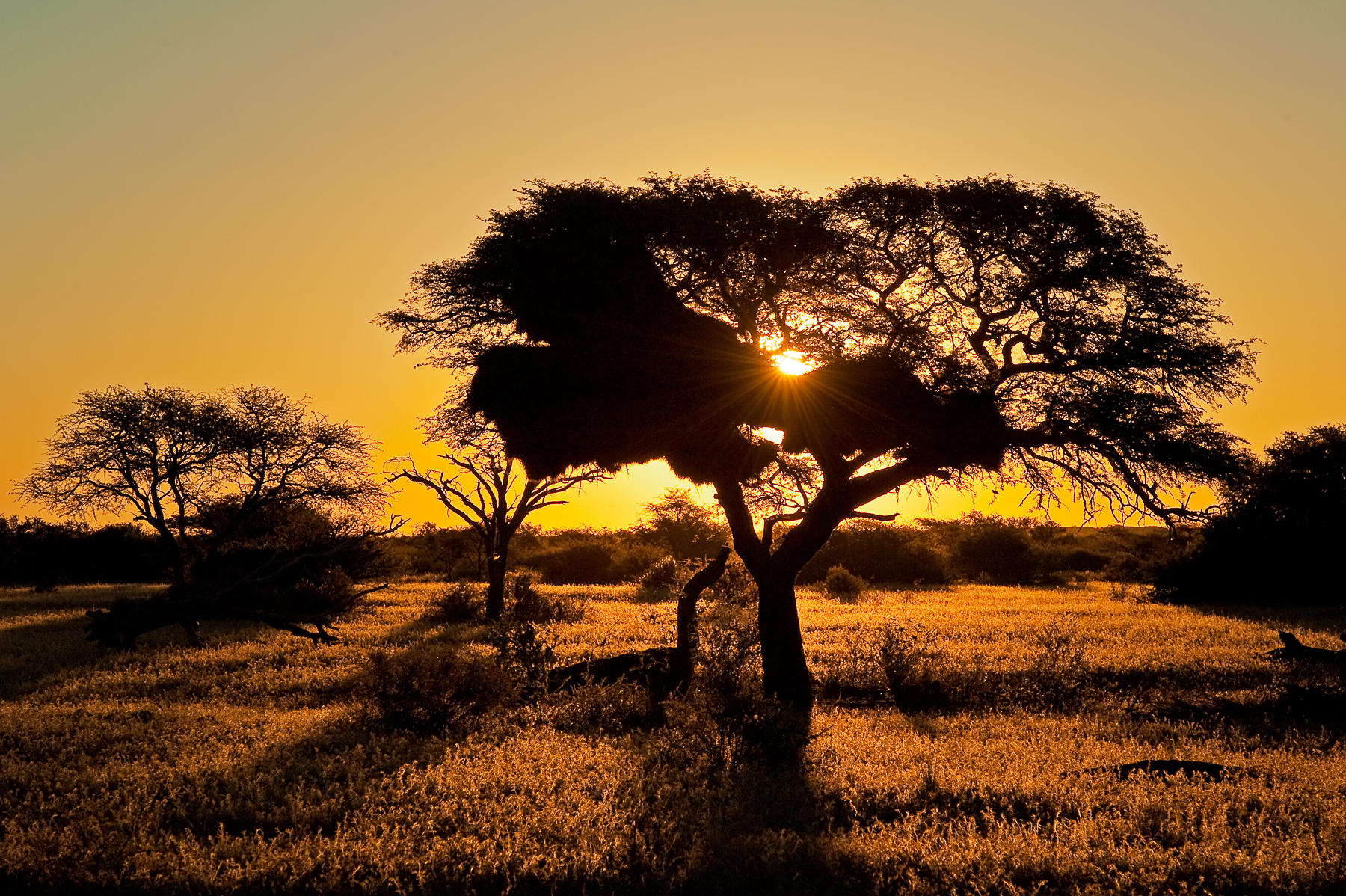 Camelthorn trees adorn the landscape of the Kalahari