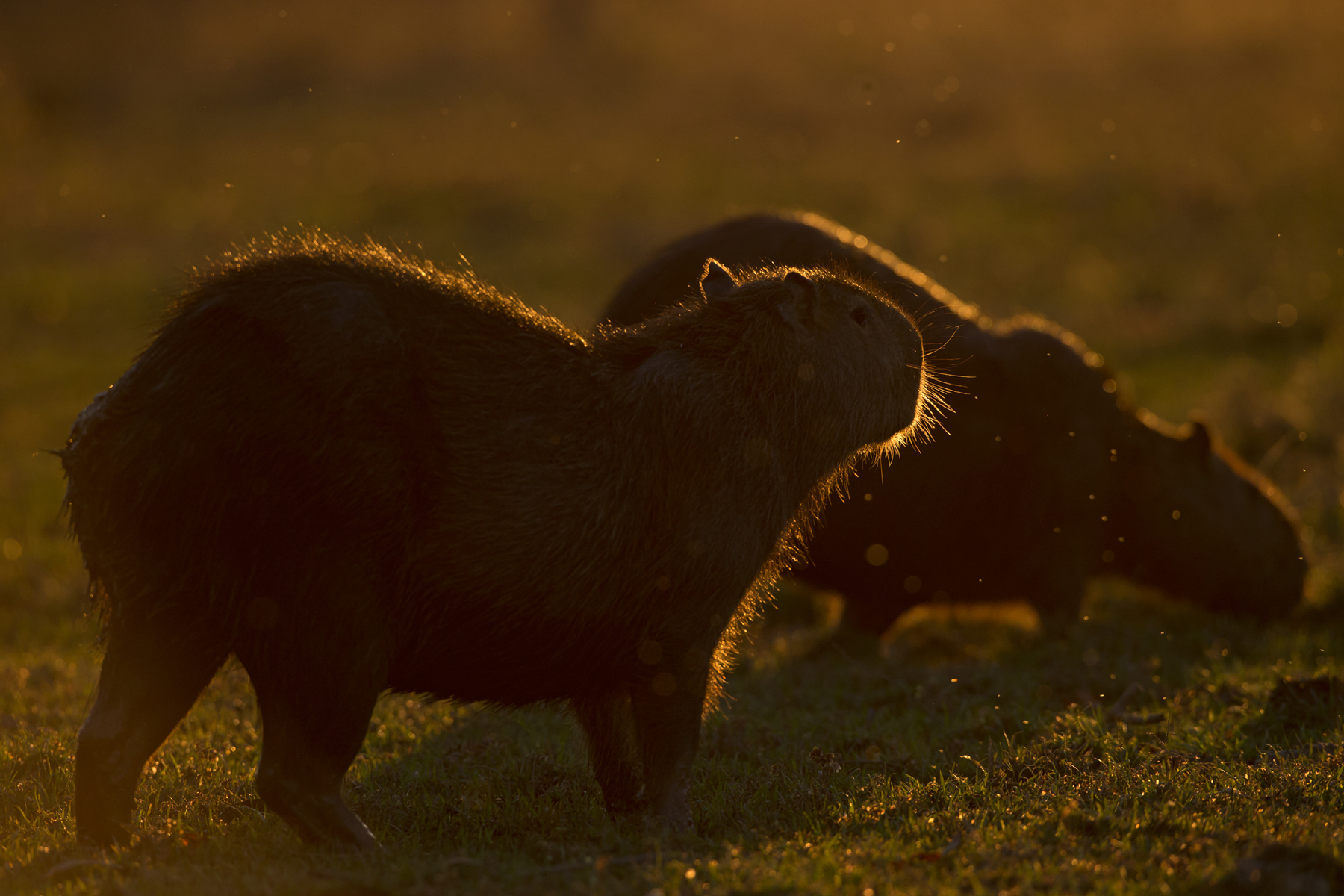 Learn how to photograph animals in silhouette on the Wild Images photography tour of the Pantanal