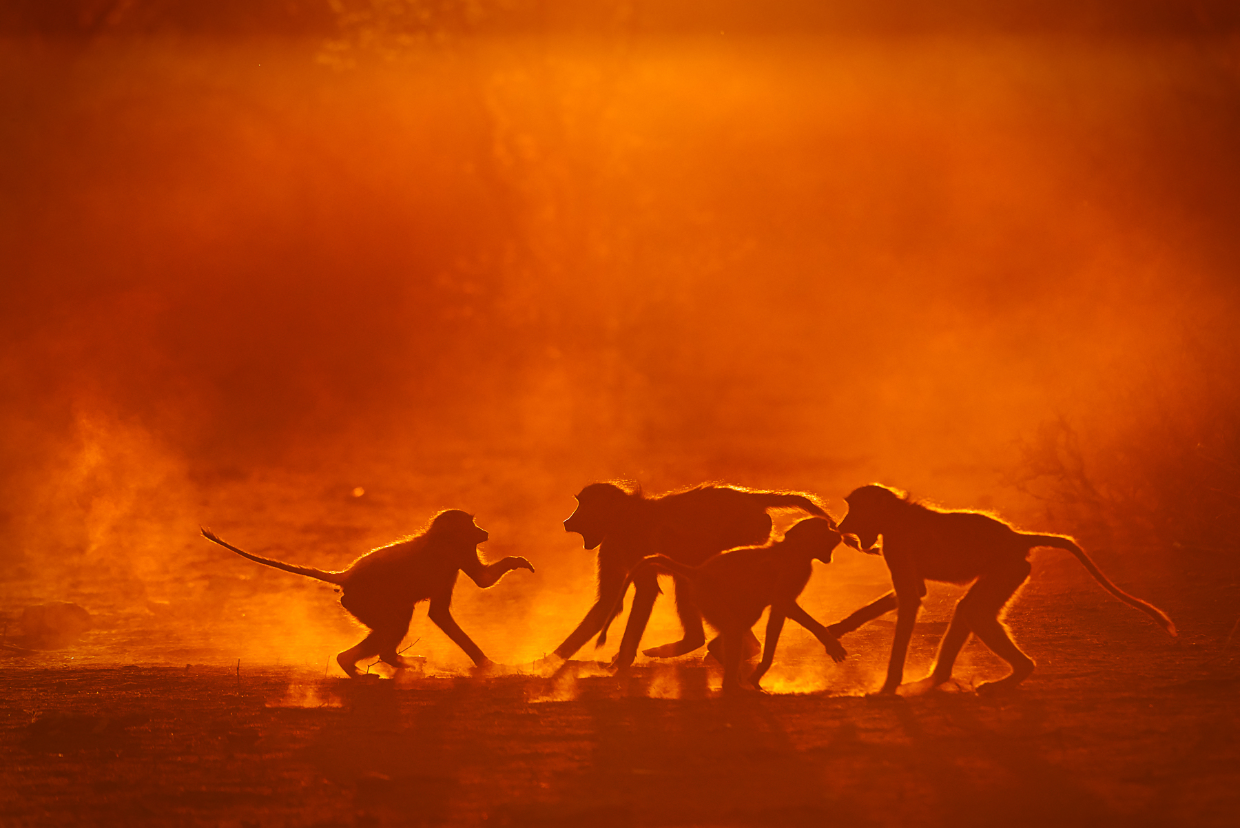 Baboons playing at sunset are fantastic subjects on our wildlife photography tour to Botswana and South Africa