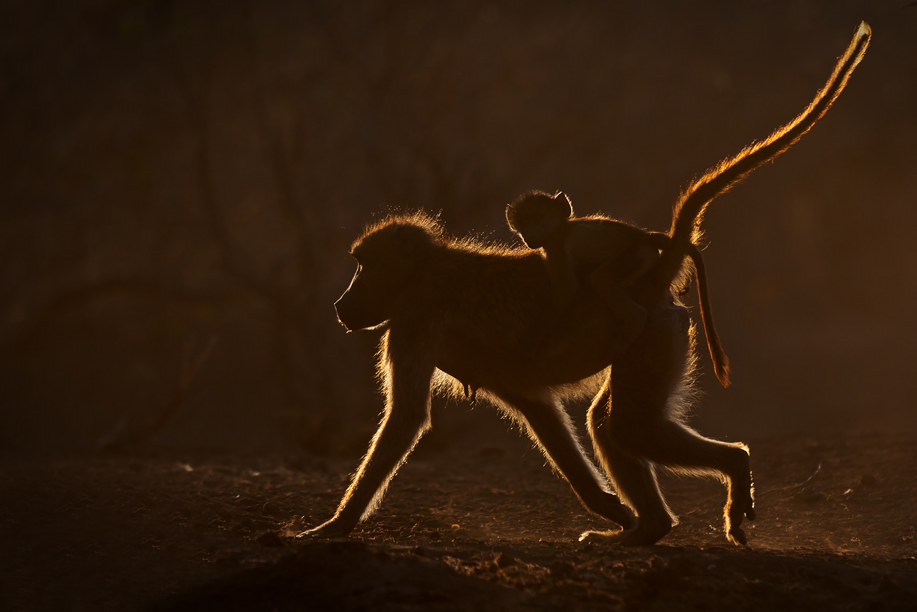 Learn how to take the perfect silhouette photograph on the Wild Images Photo Tour of Botswana and South Africa