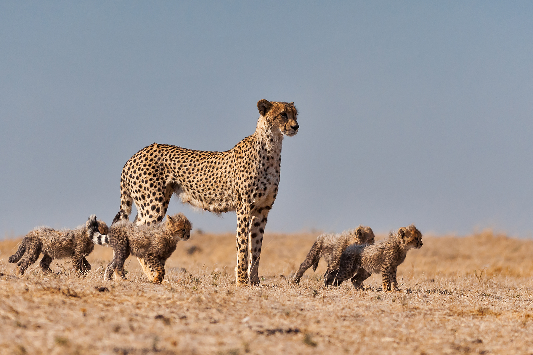 Beautiful Cheetahs make for incredible photography subjects on a wildlife photography tour of Botswana and South Africa