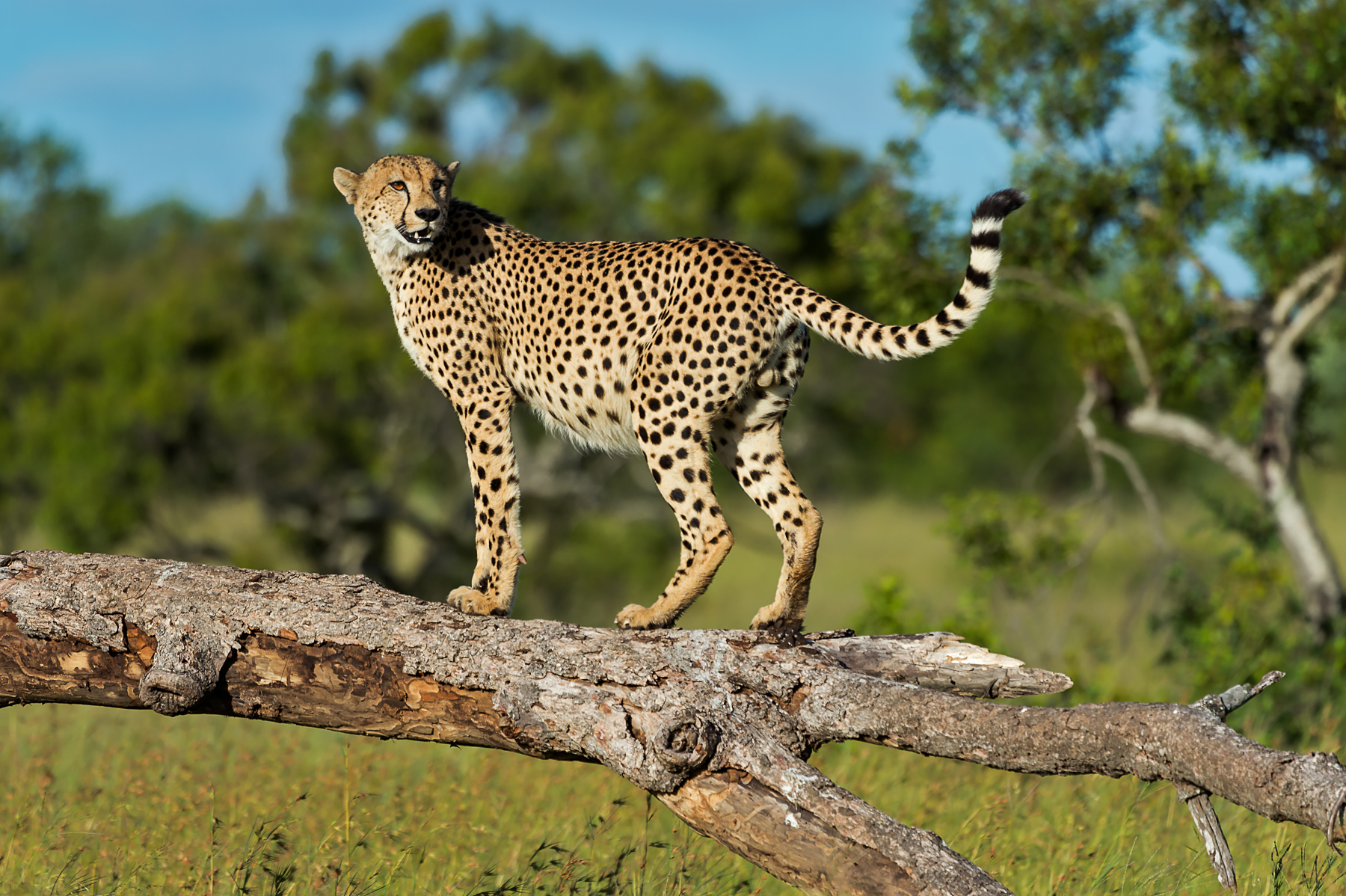 Portrait of a male Cheetah on the Wild Images wildlife photography tour of Botswana and South Africa