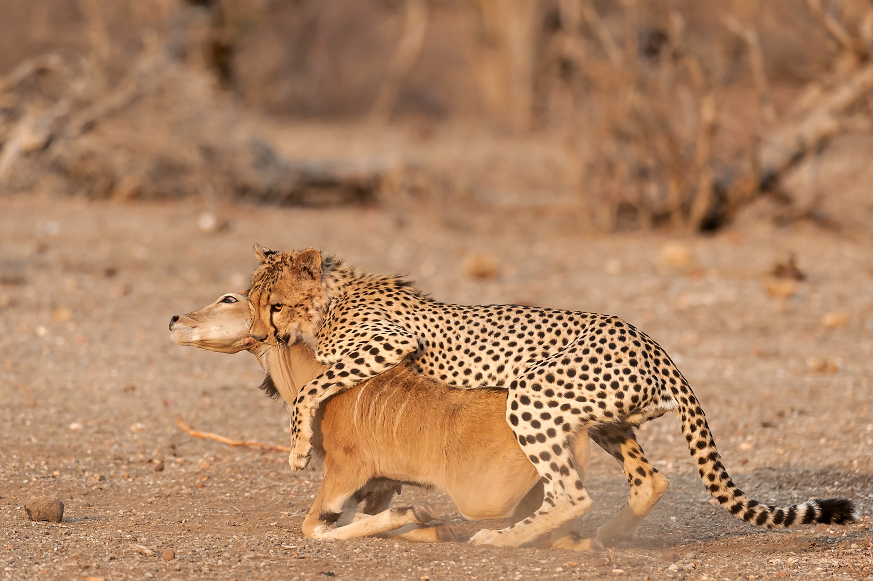 Action photo of a Cheetah with a young Eland in Mashatu on the Wild Images photography tour of Botswana and South Africa