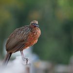 Portrait photograph of a Chestnut-bellied Guan on the Wild Images Pantanal photography tour