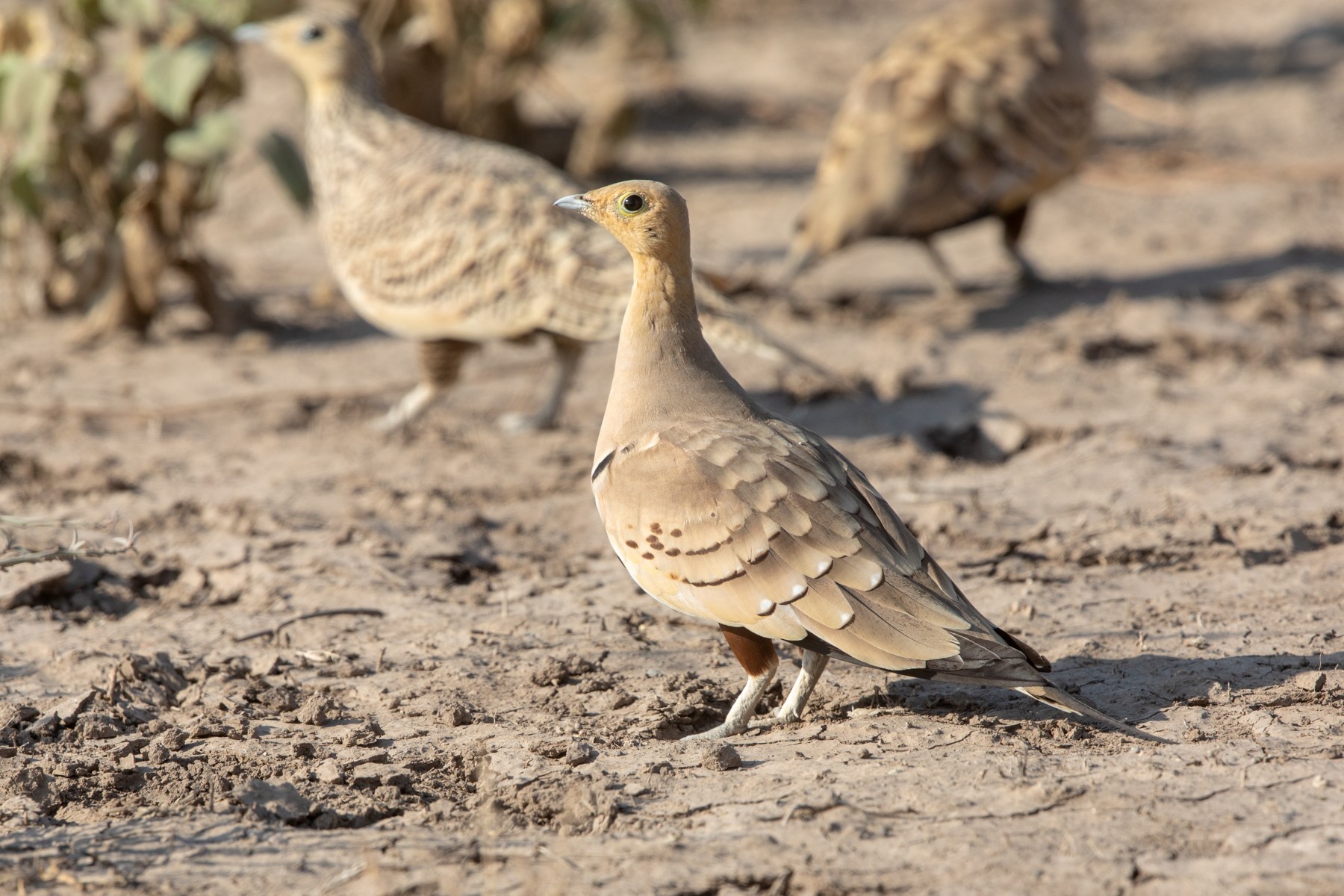 Chestnut-bellied Sandgrouse, a bird of arid landscapes in Ethiopia