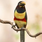 Beautiful Chestnut-eared Aracari is a striking bird to photograph on photography tours of Brazil's Pantanal with Wild Images
