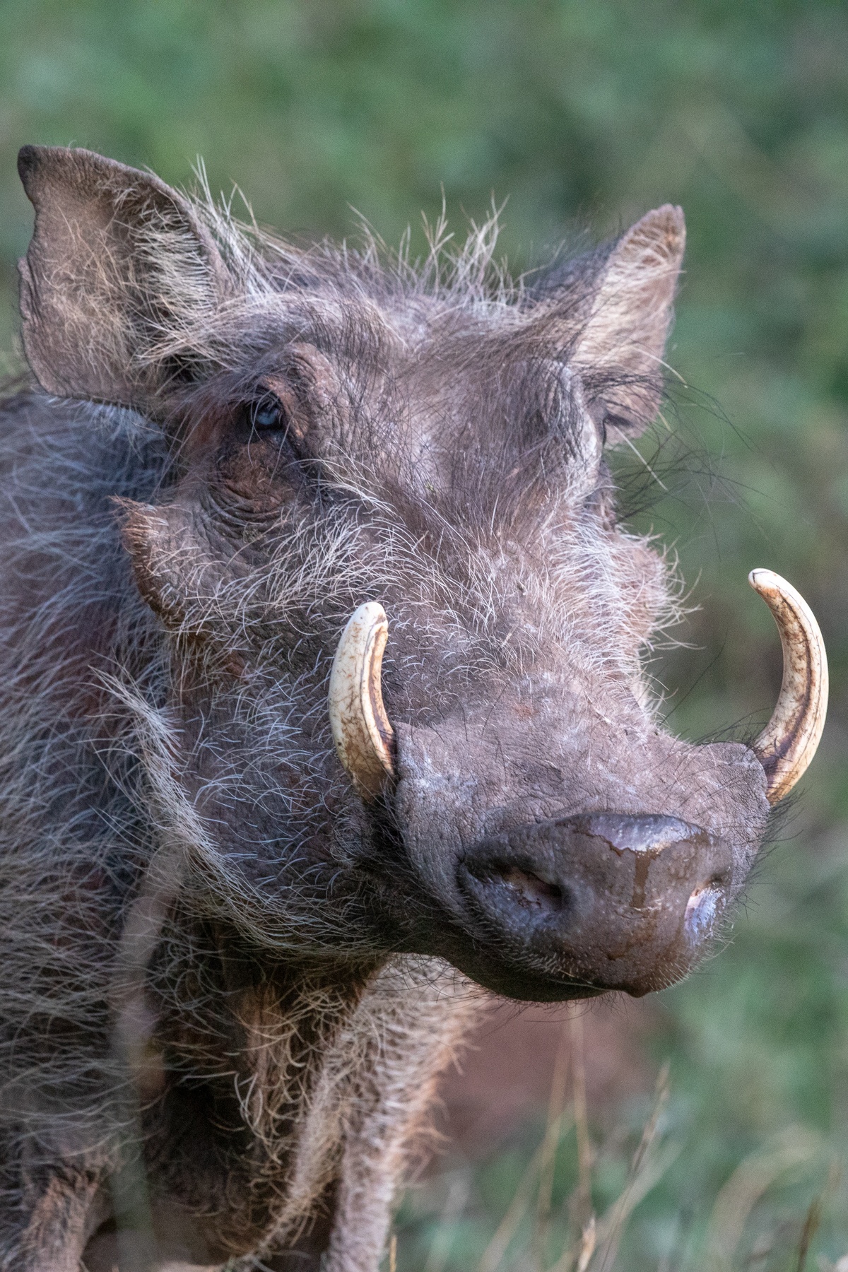 Common Warthog Portrait at Dinsho, Bale Mountains