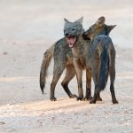 Crab-eating foxes communing in the Pantanal