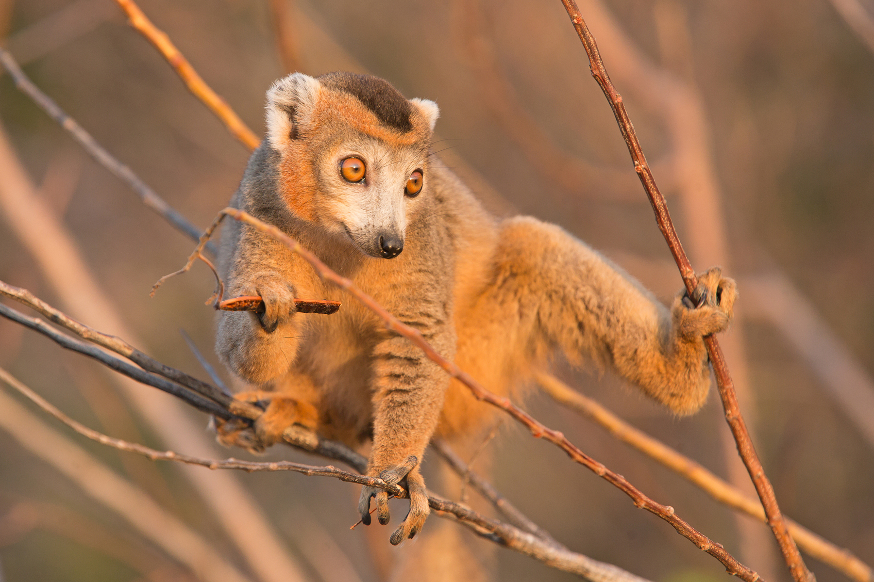 madagascar wildlife photography tours