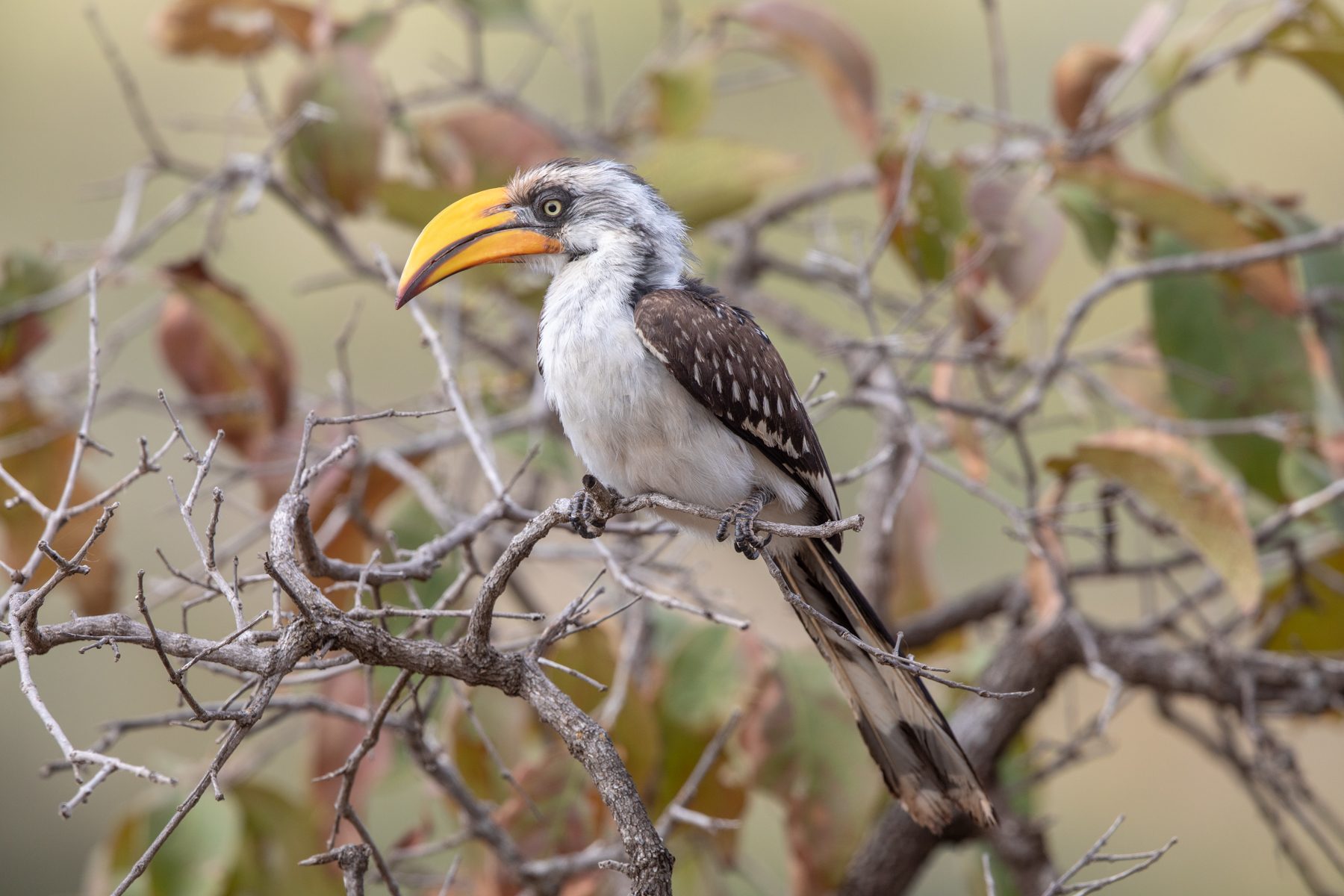Eastern Yellow-billed Hornbill