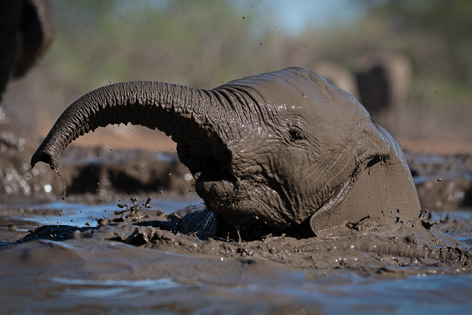 Photographing elephants is a real highlight of any photography tour to Botswana