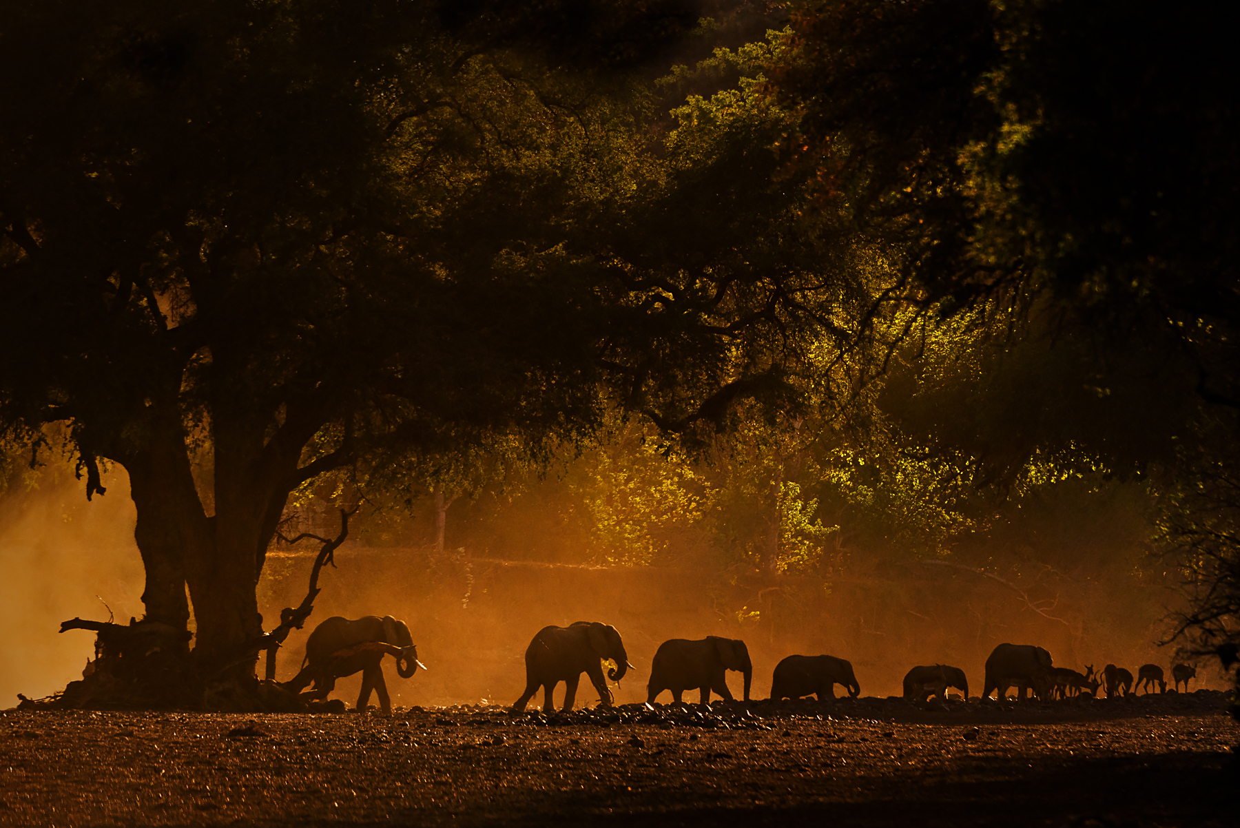 A beautiful herd of African Elephants at sunrise in Botswana