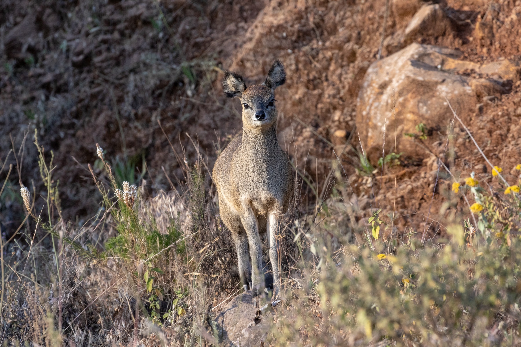 Ethiopian Klipspringers are cute little creatures