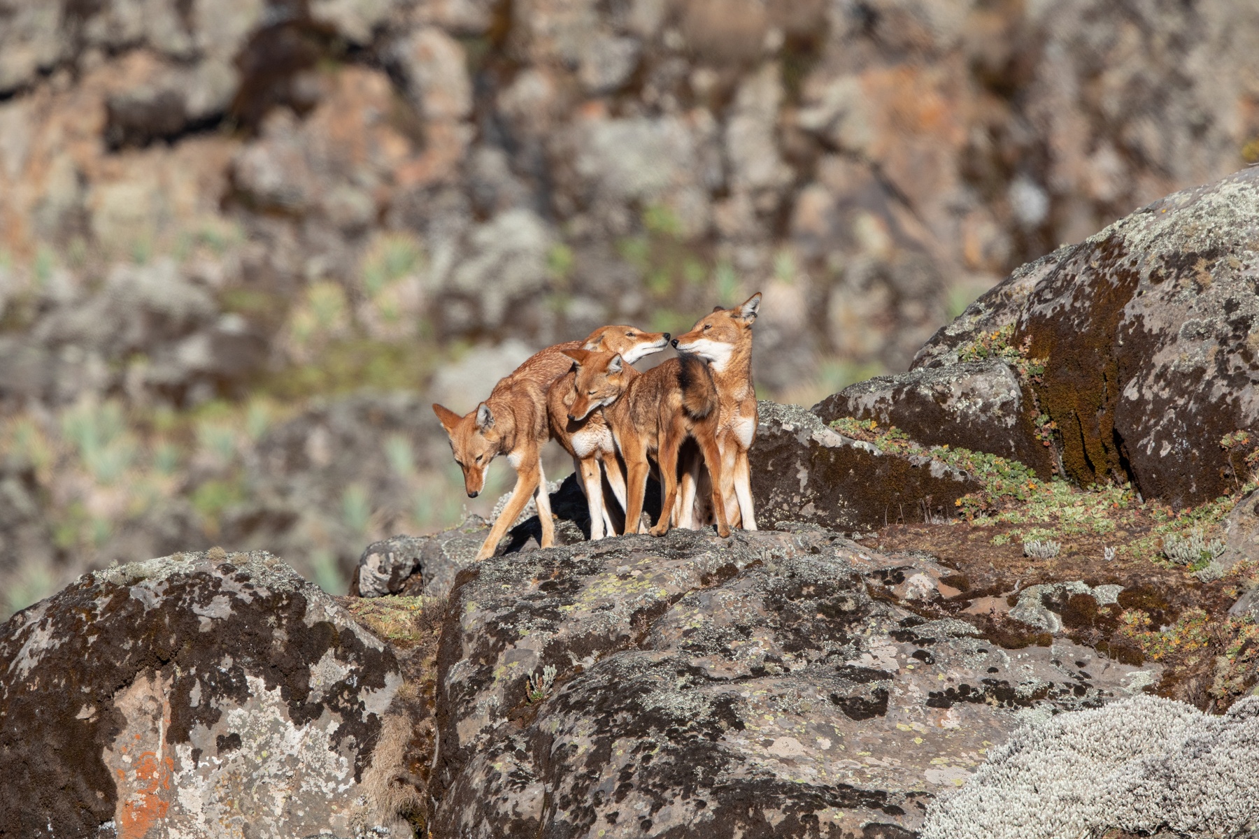 Ethiopian Wolf pack members greet each other