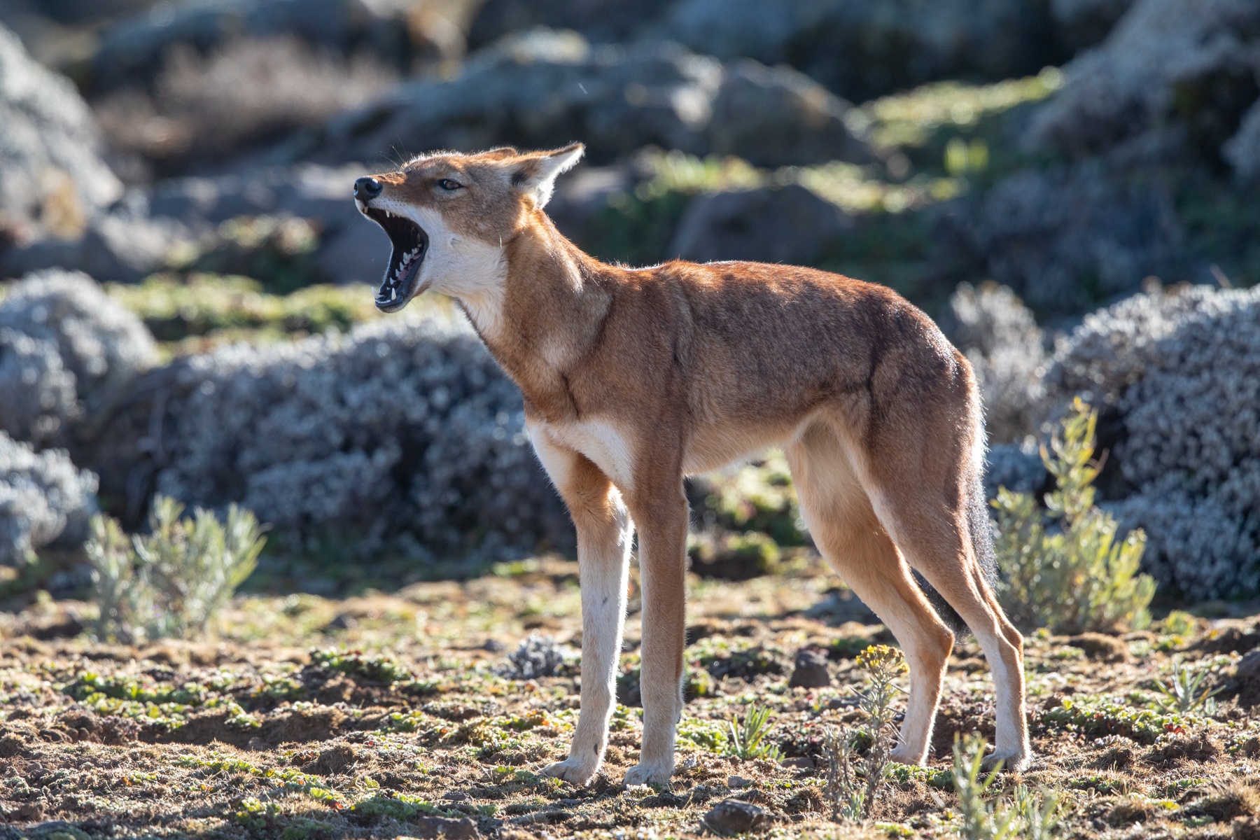 An Ethiopian Wolf howls to its pack mates in the Bale Mountains