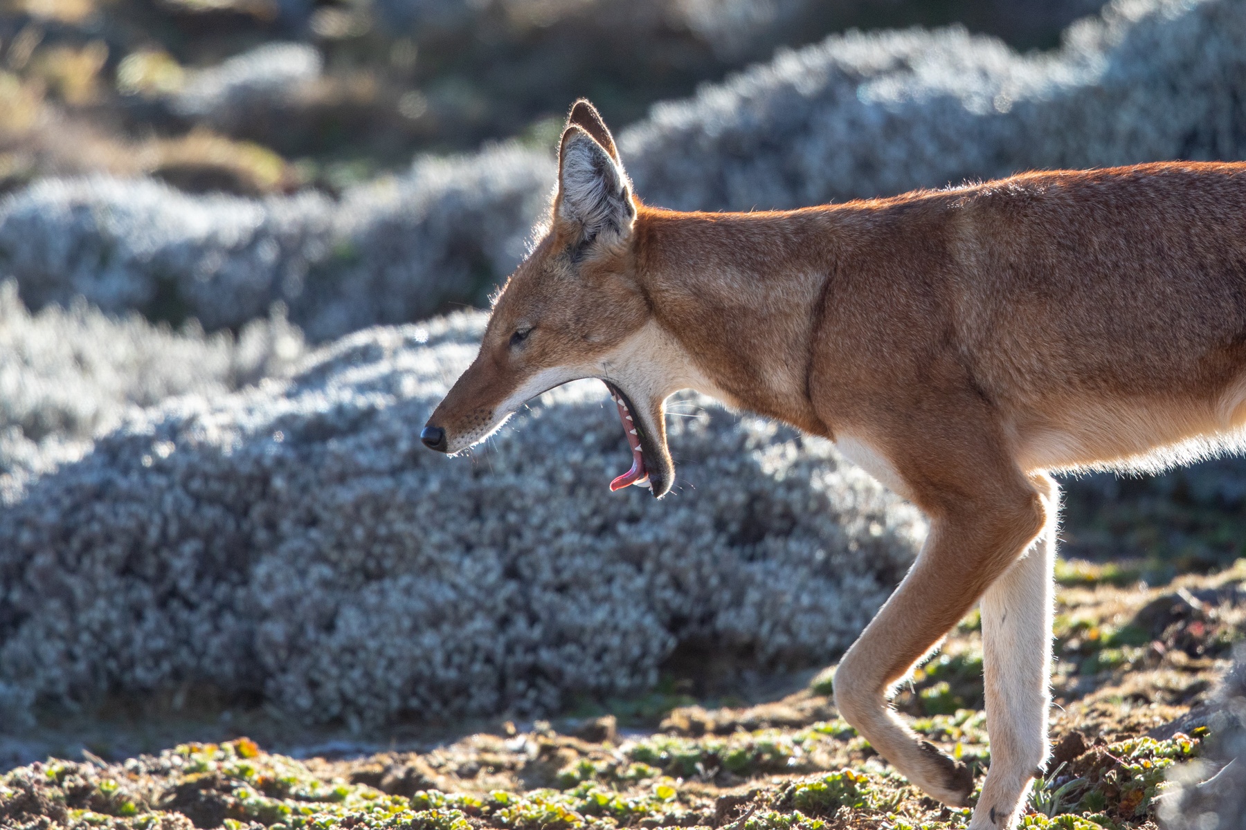 Ethiopian (or Simien) Wolf yawning