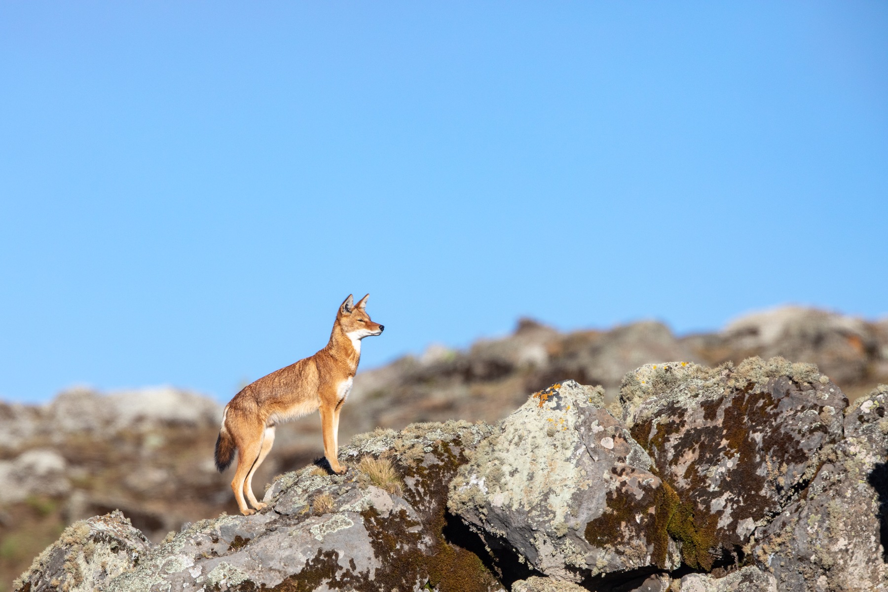An Ethiopian Wolf in the early morning light of the Sanetti Plateau in Ethiopia's Bale Mountains