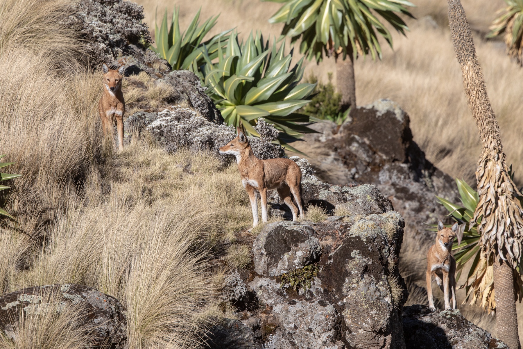 A trio of Ethiopian Wolves in the Simien