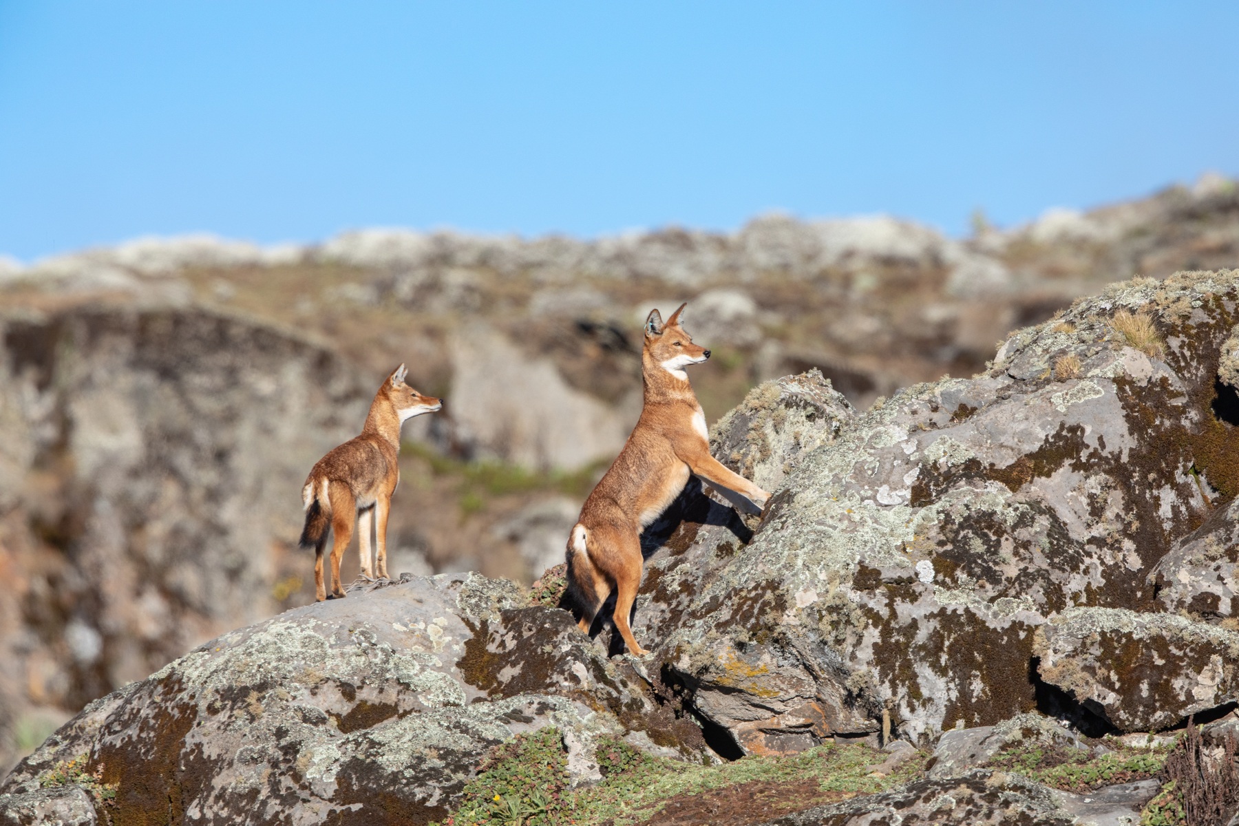 These Ethioopian Wolves have spotted potential prey further up the ridge