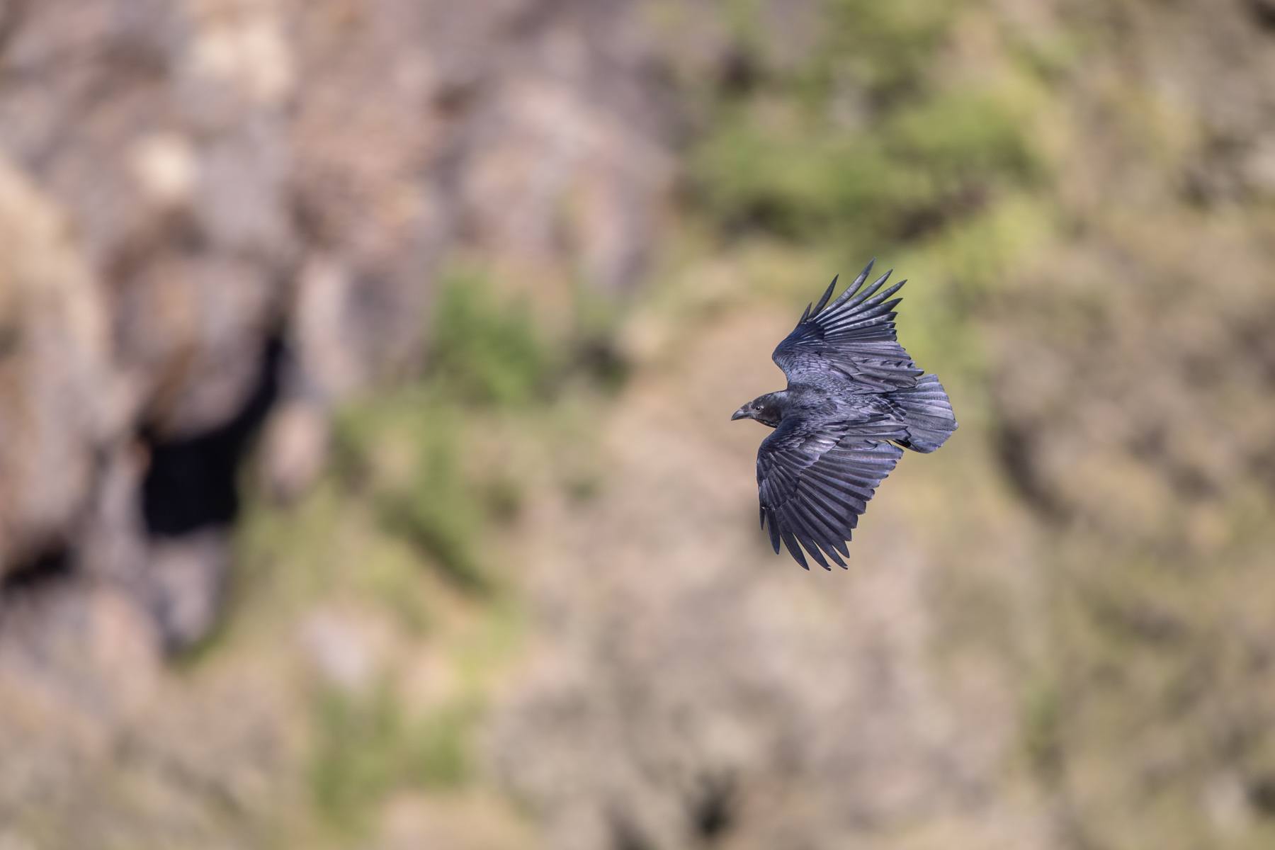 A Fan-tailed Raven soaring over the Simien