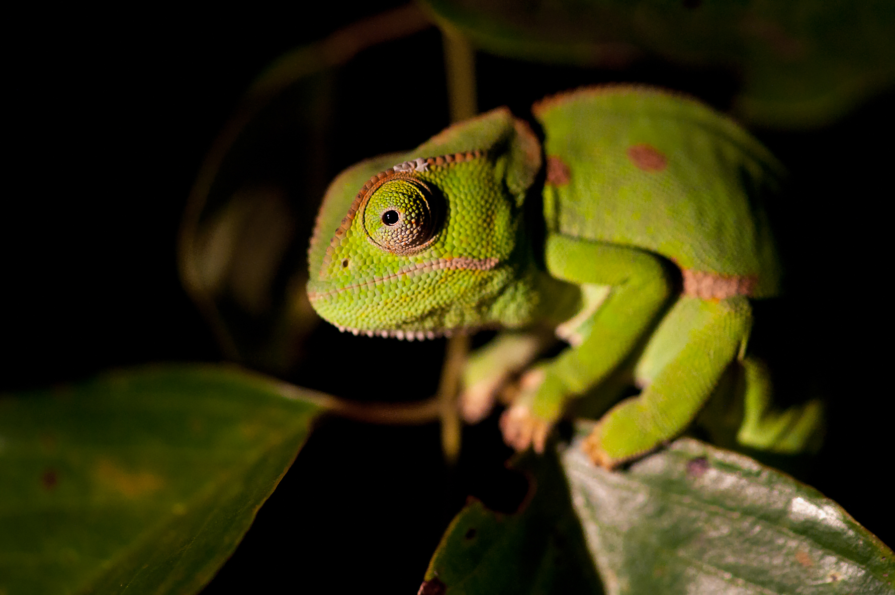 Searching for nocturnal wildlife can yield encounters with wild Flap-necked Chameleons in South Africa