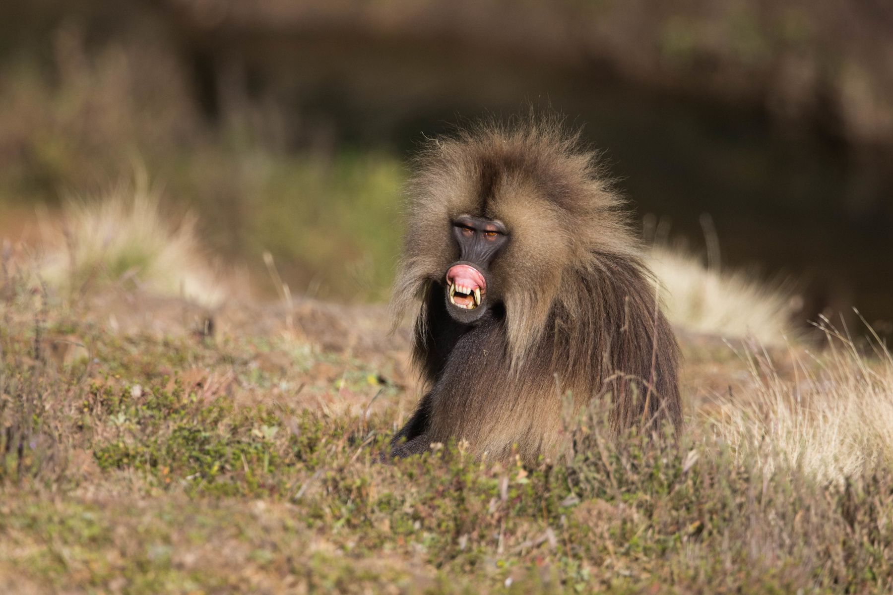 A Gelada Baboon gives a mild 'lip flip'threat display in the Simien Mountains. Time with the Geladasa is essential on Ethiopia photography tours