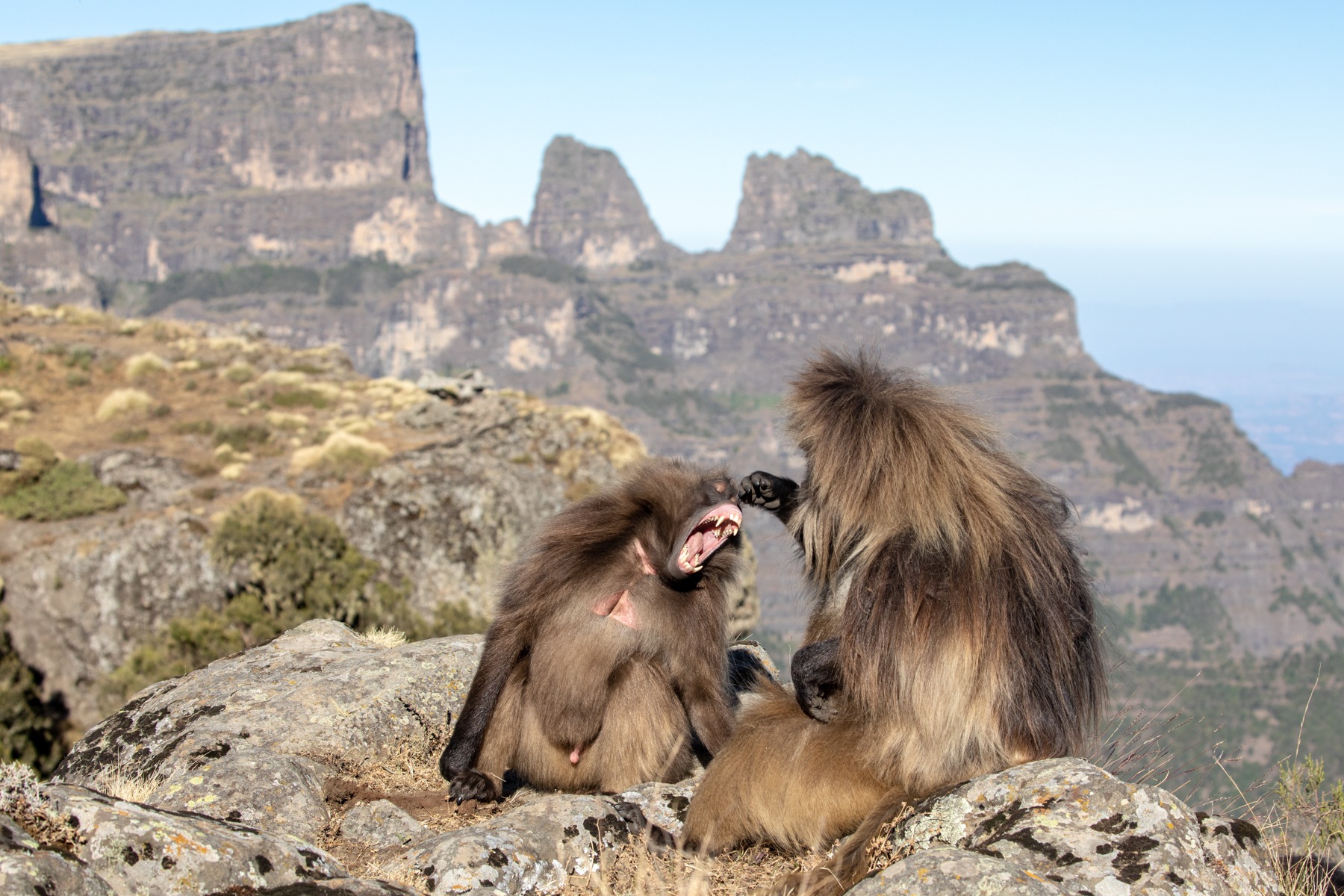 That hurt! Gelada Baboons in Ethiopia's Simien