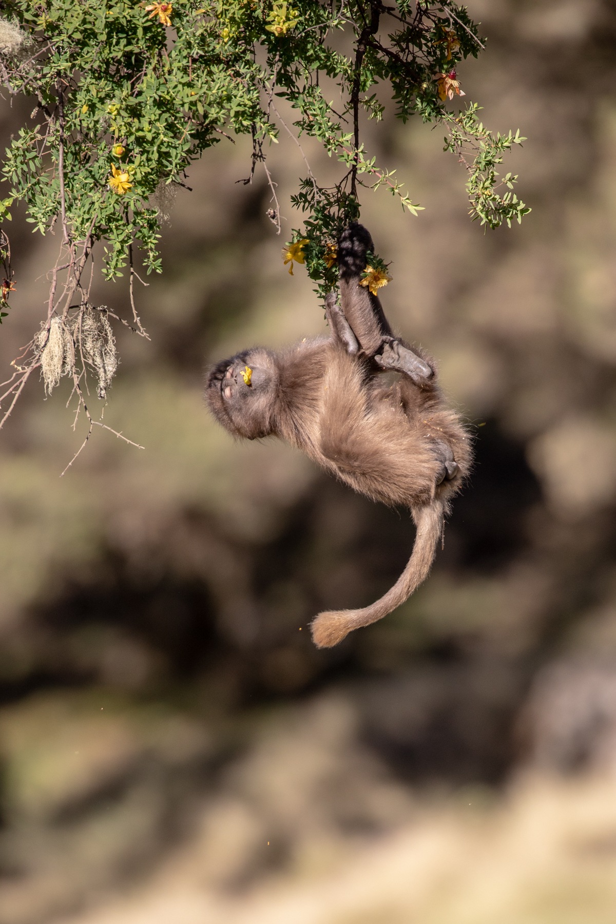 A young Gelada Baboon hangs from a thin tree branch