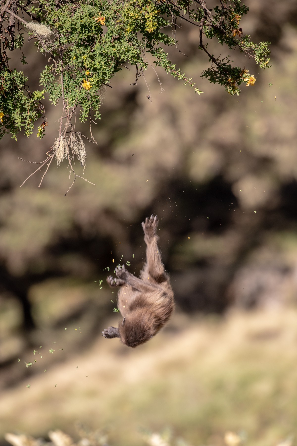 Sometimes swinging on a thin branch ends badly...