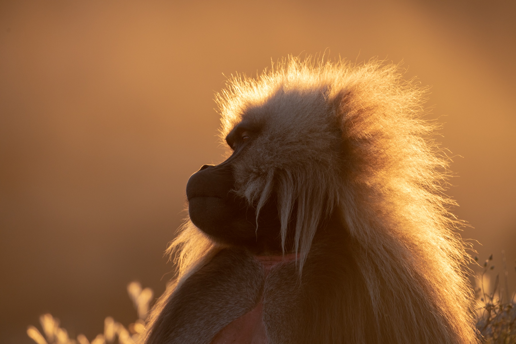 Backlit Gelada portrait