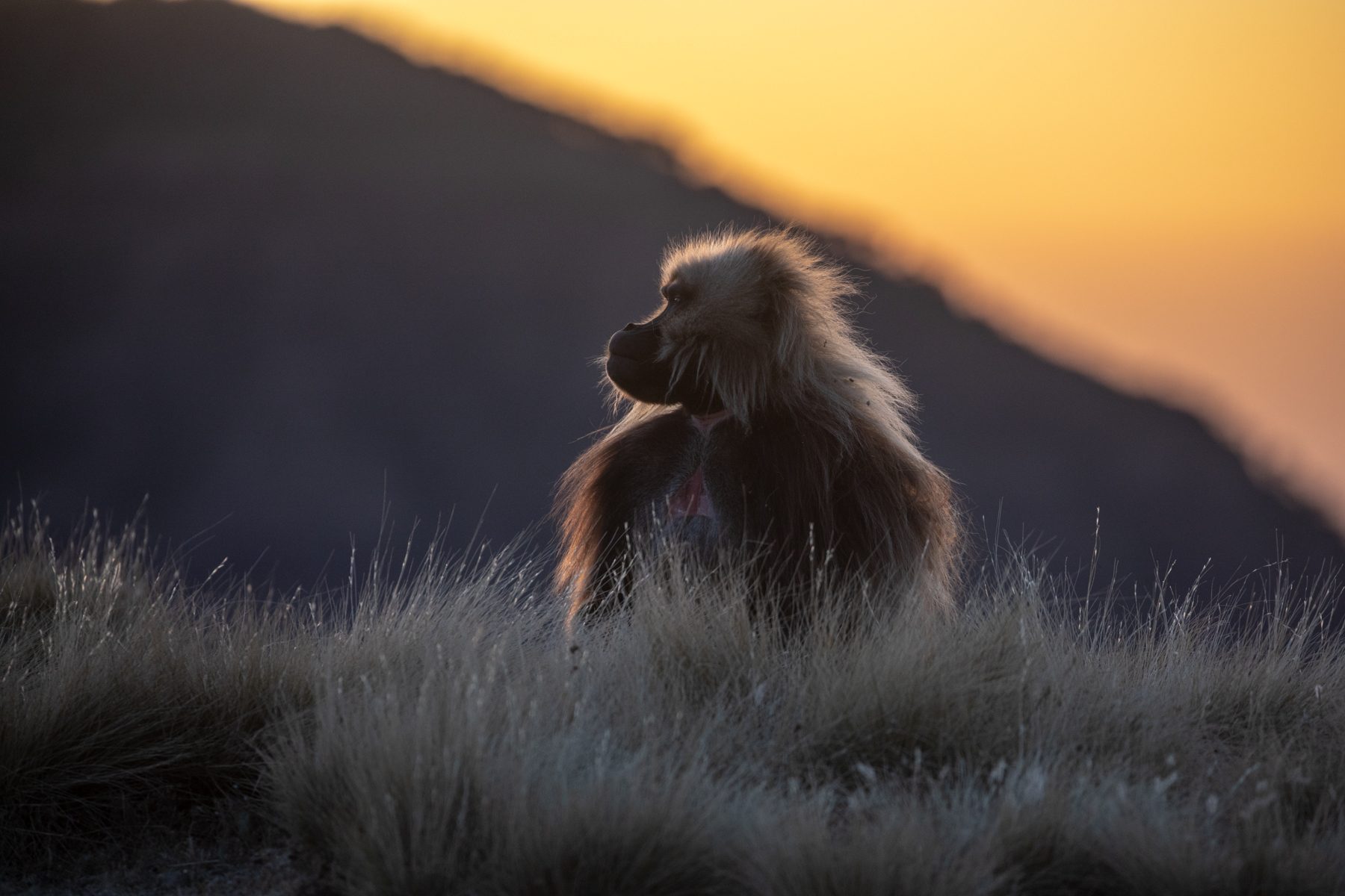 Gelada Baboon at sunset
