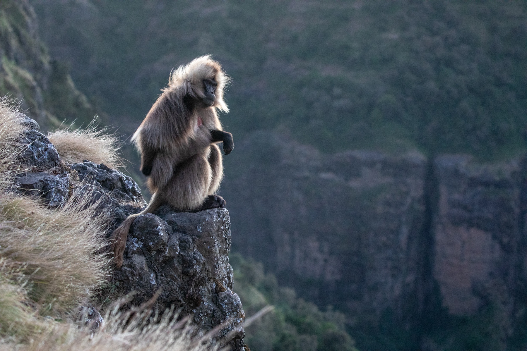 A male Gelada Baboon surveys the steep escarpment of Ethiopia's Simien Mountains