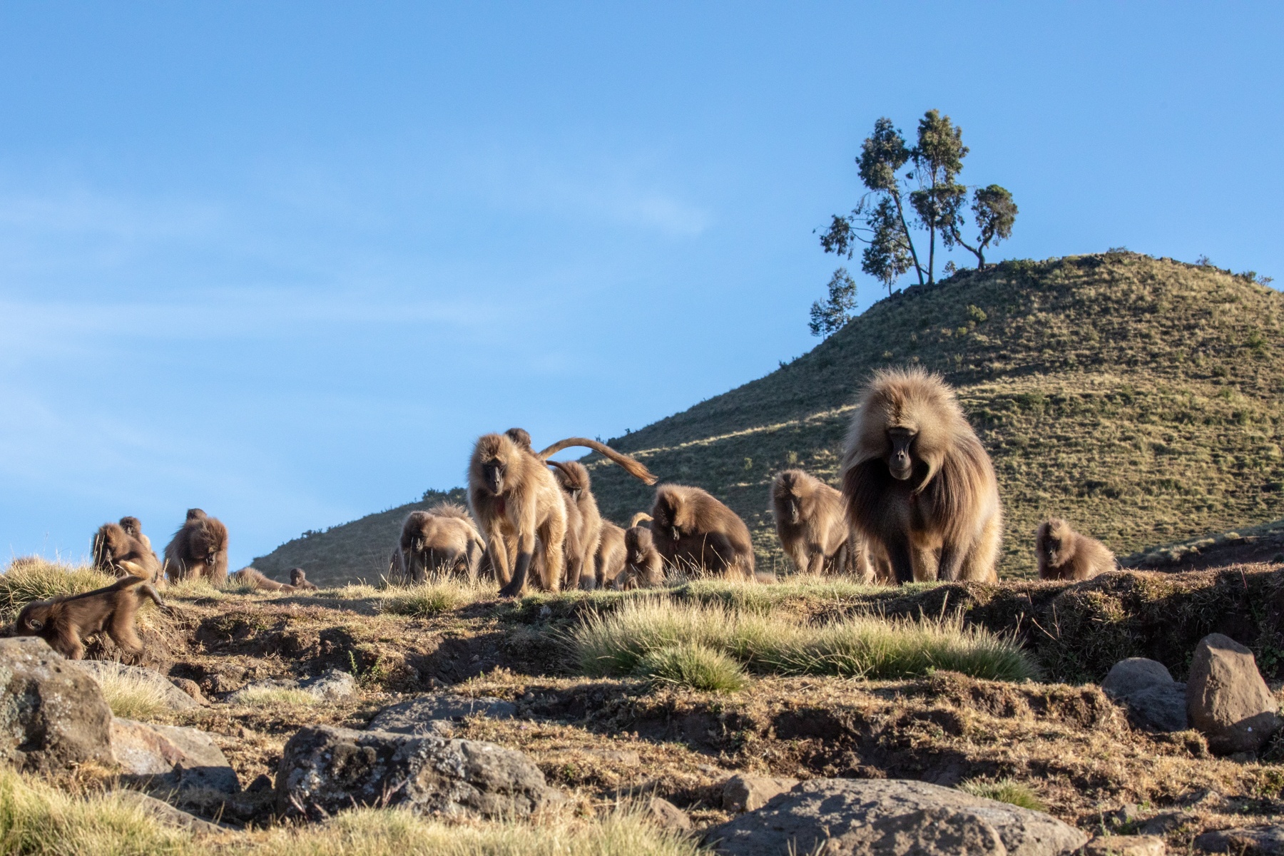 Gelada Baboons on the move