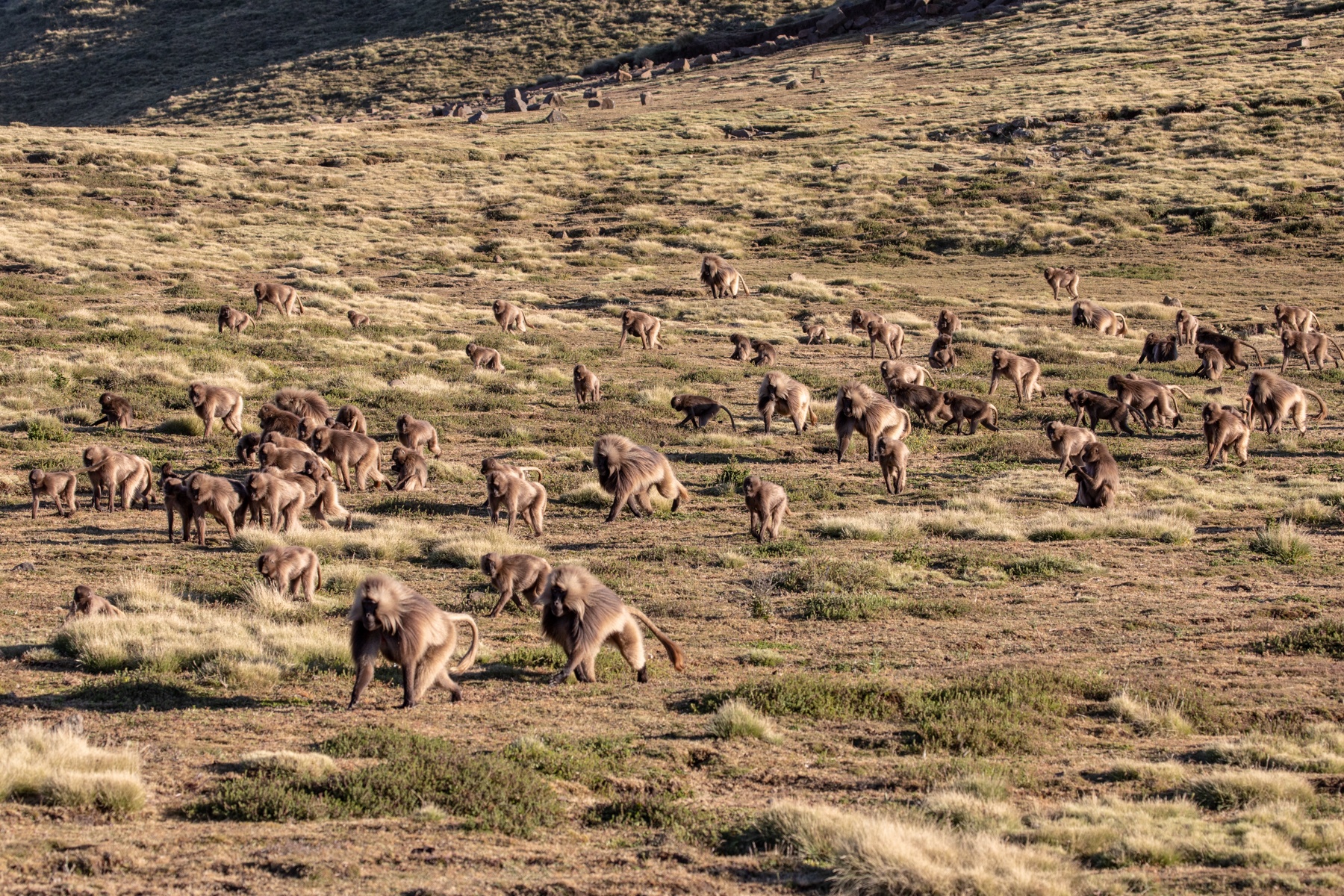 A large troupe of Gelada Baboons crosses the Simien grassland in northern Ethiopia. This is just a small part of a gathering of 400-500!