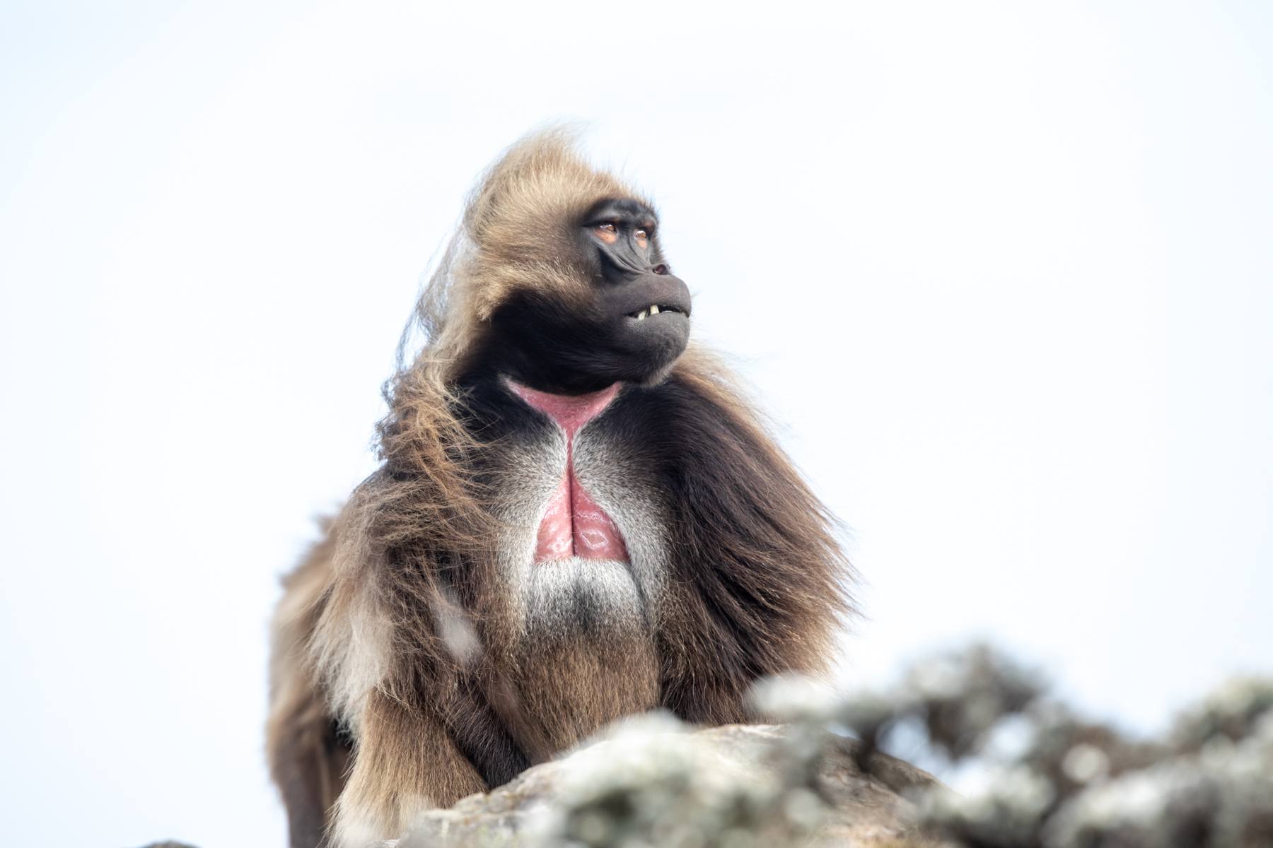 Gelada Baboons are also known as 'Bleeding-heart' Baboons