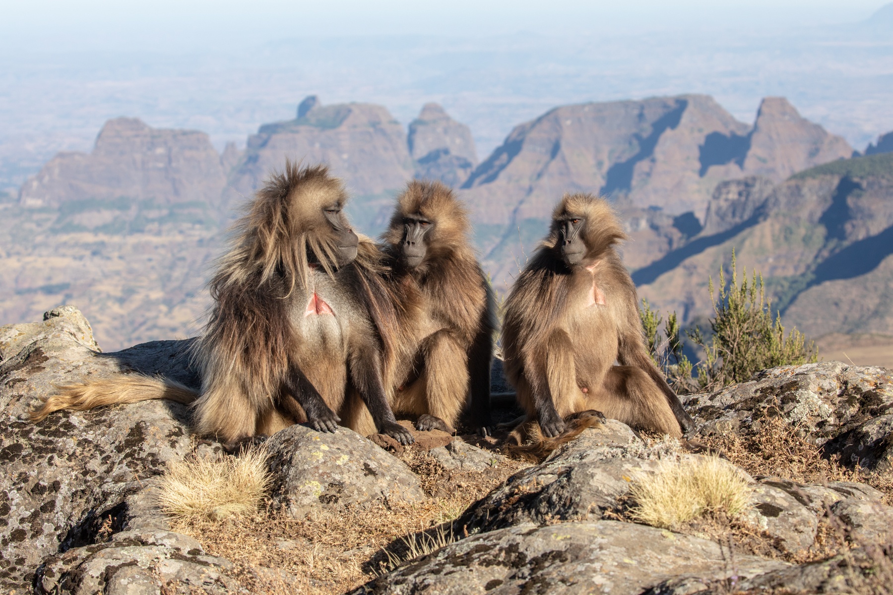Gelada Baboons at the Simien escarpment, Ethiopia
