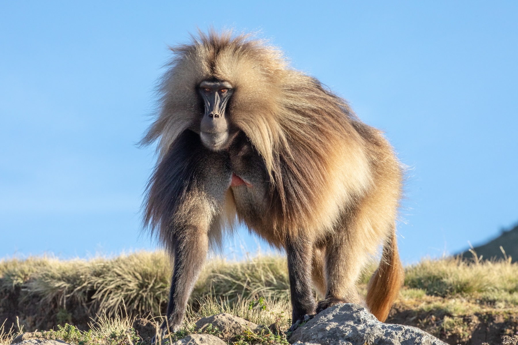 Male Gelada Baboon, Simien, Ethiopia