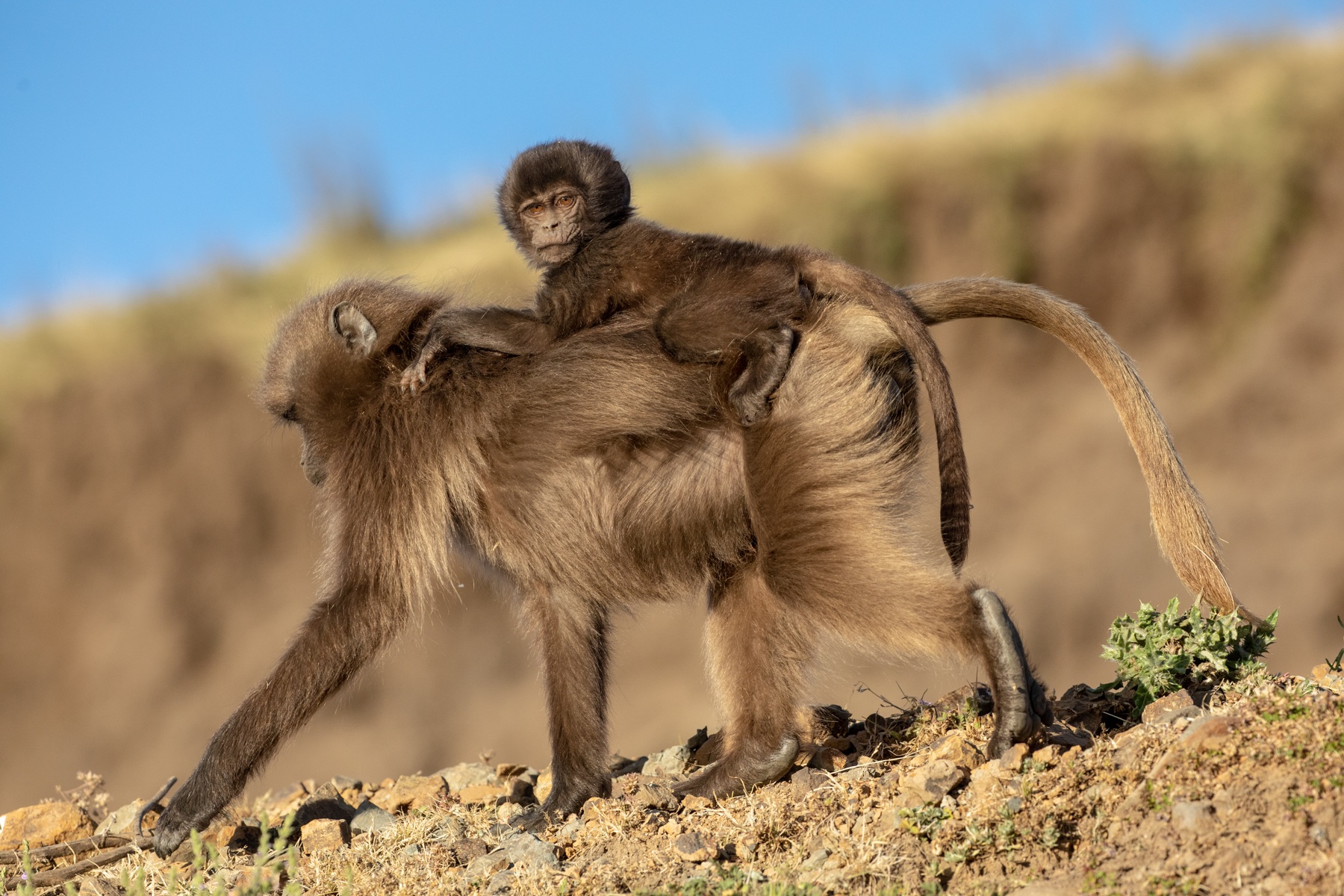 Riding on mum's back is the way to go! A young Gelada hitches a lift.
