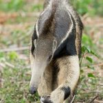 Portrait photo of a Giant Anteater with Wild Images in the Pantanal