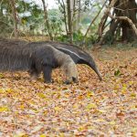 Giant anteaters and other wildlife abound on photography tours in Brazil's Pantanal