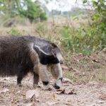 A Giant Anteater walks through the lodge grounds on Wild Images Photography tour of the Pantanal in Brazil