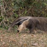 Portrait of a Tamandua Badeira or Flag Anteater in Brazil