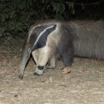 Night encounter with Giant Anteater on our Wild Images Pantanal photography tour