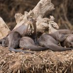 Giant Otters are playful photography subjects on a photography tour in the Pantanal