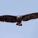 Beautiful Great Black Hawk in flight