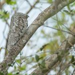 Great Potoo roosting in the trees of the Pantanal in Brazil
